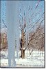 A major icicle!